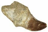 Fossil Rooted Mosasaur Tooth - Morocco #336339-1